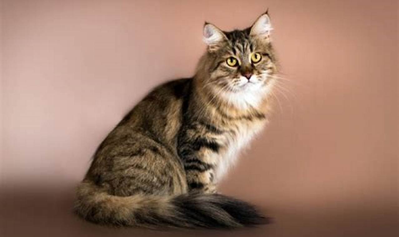 Pelengkap Kucing Keluarga, Kenali Kucing Siberia yang Menawan