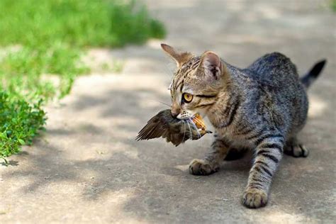 kucing lucu , tangkap burung bukan nya untuk makan ,tengok apa yg dia buat?.. YouTube