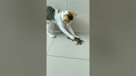 Kucing Tangkap Kadal Cat vs Lizzard YouTube