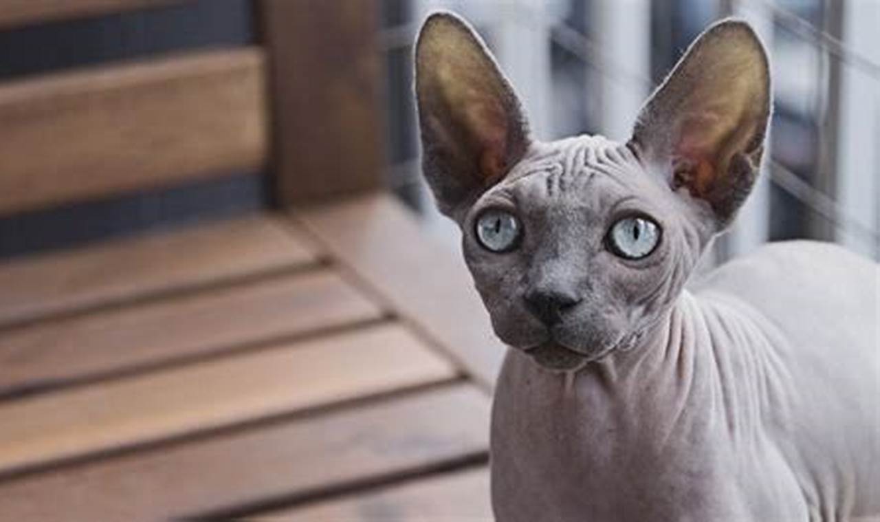Kucing Sphynx: Panduan Lengkap Merawat Kucing Tanpa Bulu