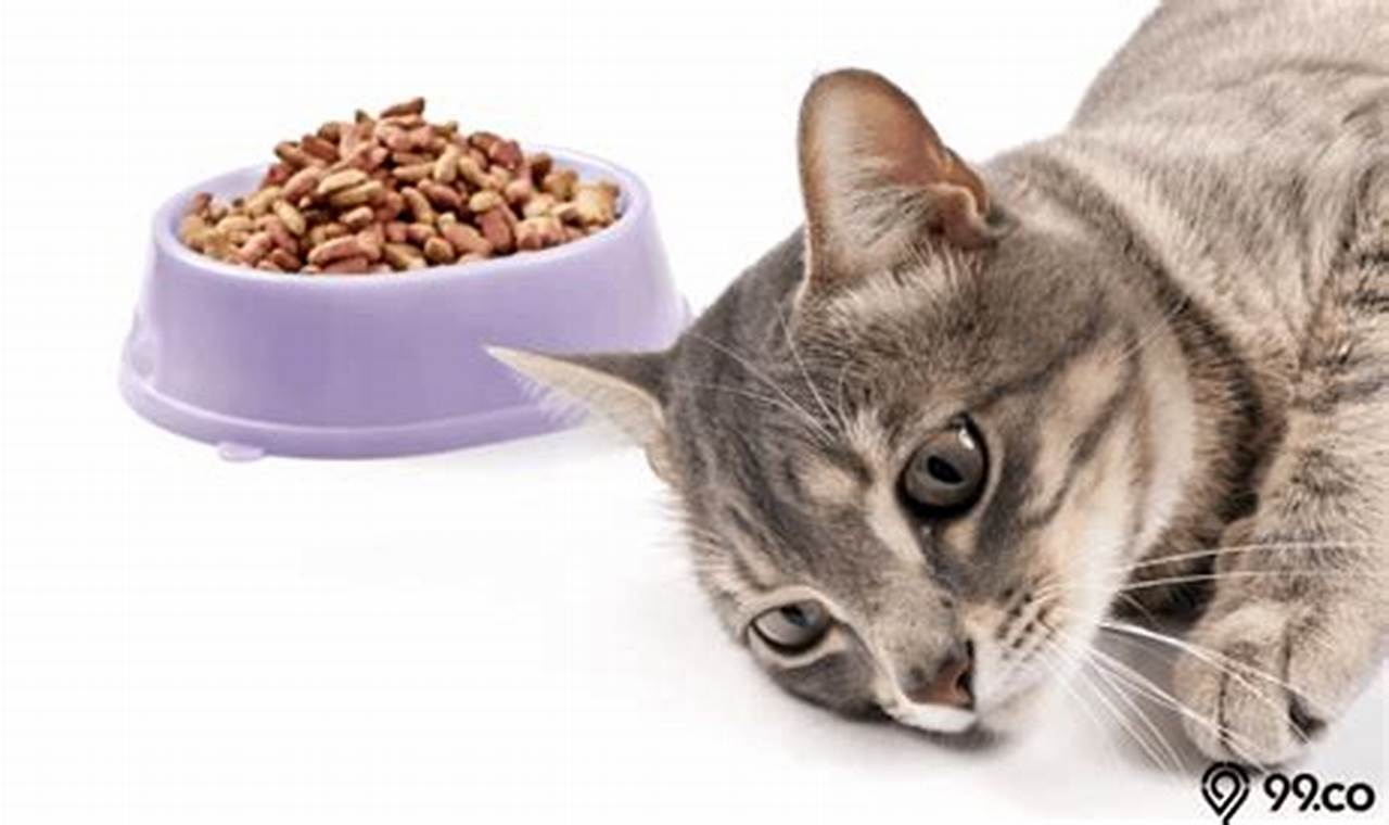 Penyebab dan Cara Mengatasi Kucing Tidak Mau Makan