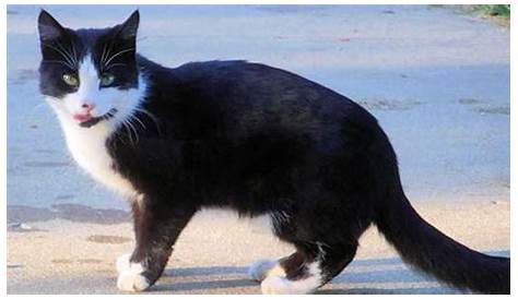 Terbaru 24 Gambar Kucing Lucu Warna Hitam Putih Motif Minimalis, Gambar