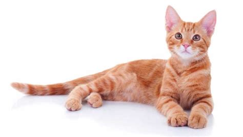 Sifat Kucing Berdasarkan Warna Bulu, Benarkah Kucing Oren Paling Barbar