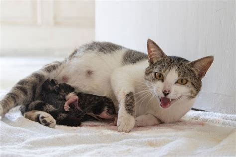 Kucing baru melahirkan