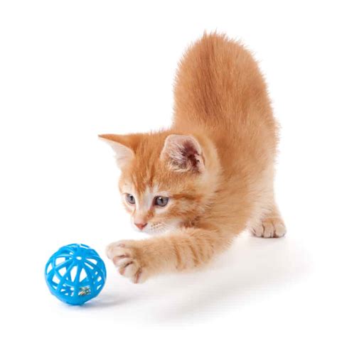 Kucing Bermain