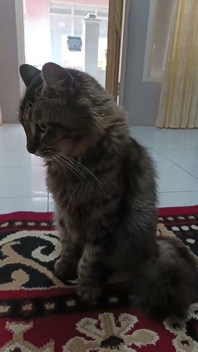 kucing dimarahi