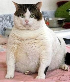 kucing gemuk vs kurus