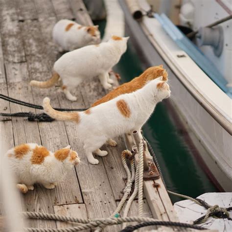 Hewan Peliharaan Jepang yang Unik: Kucing