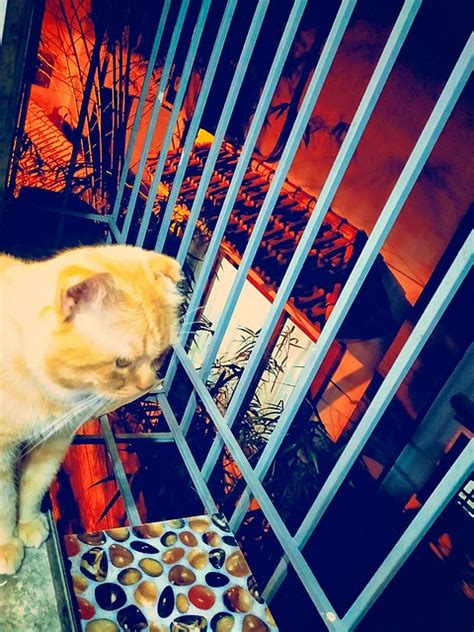 kucing malam