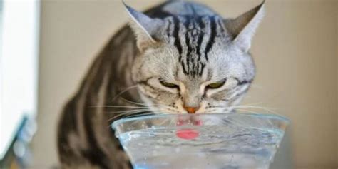 Manfaat Air Garam untuk Kucing