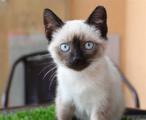 Kucing Siam