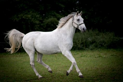 Kuda Putih