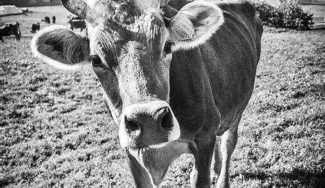 Black and white cow standing. Study. Carlo Dalgas Tiere Kühe Hörner B