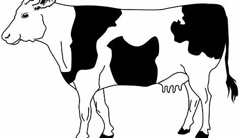 Skizze der Kuh von Hand gezeichnet. Viehbestand. Vieh. Tier grasen