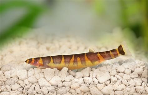 kuhli loach and betta tank mates