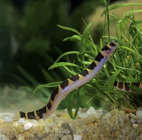 kuhli loach tank size and mates