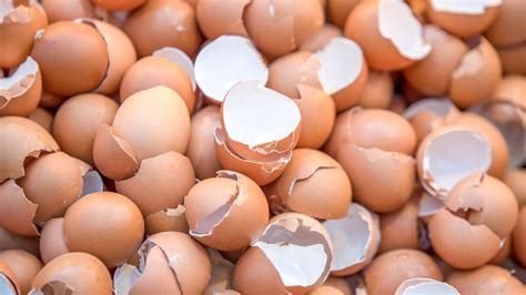 Kulit Telur