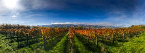 Kurow Vineyards