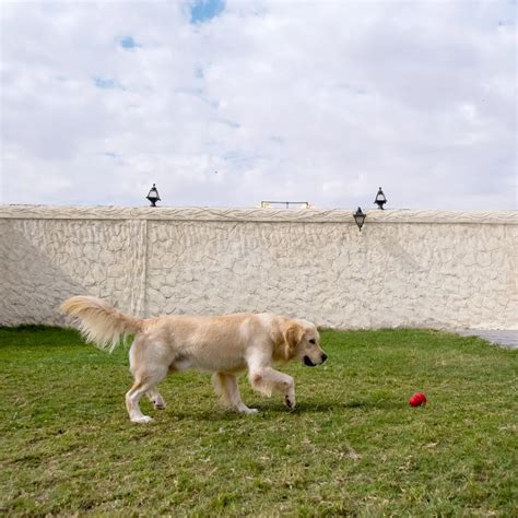 Kuwait Pet Resort