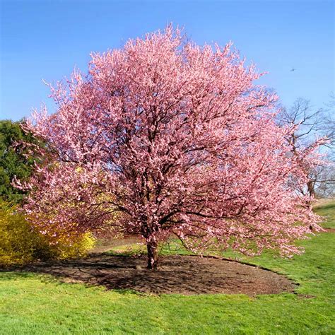 kwanzan cherry tree photo