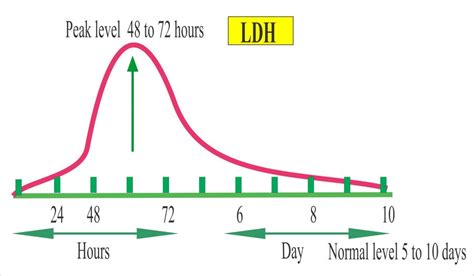 Understanding Elevated L D H Level: Causes and Implications