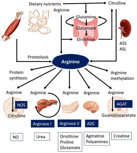 L-Arginine And Brain Function