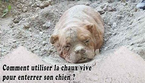 La Chaux Vive Pour Enterrer Un Animal Son Chien Chien Nouvelles