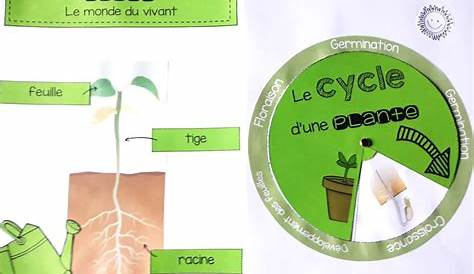 Cycle de vie Tournesol | Science activities for kids, Sunflower life