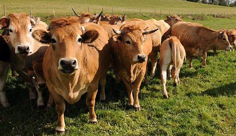 6ème : visite pédagogique de la ferme des Bourettes – Collège Henri