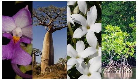 Flora of Madagascar : an endemic wealth - Voyage Tourisme Madagascar