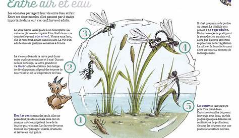 Cycle de vie d'une libellule | Download Scientific Diagram