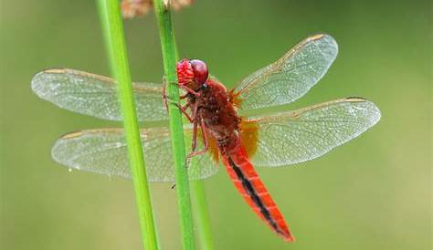 Petite libellule photo et image | macro nature, macro insectes