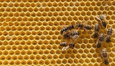Montauban. La foire aux miels installe ses ruches à la salle des fêtes