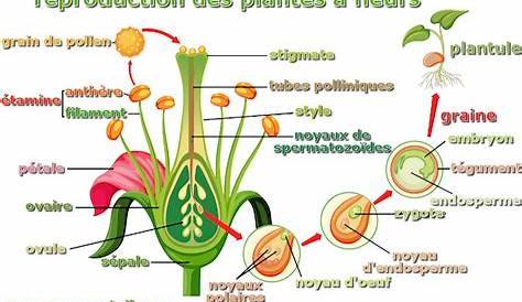 La reproduction sexuée chez les plantes à fleurs - Série d'exercices 1