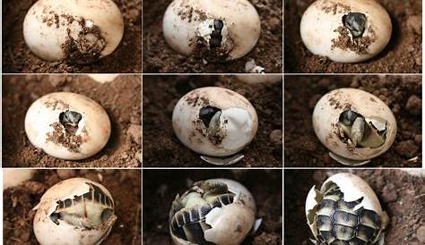 Comment se passe la reproduction chez les tortues ? - Blog