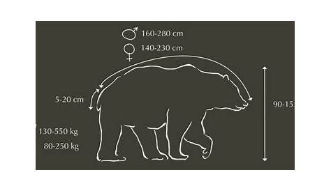 Ours brun : taille, description, biotope, habitat, reproduction