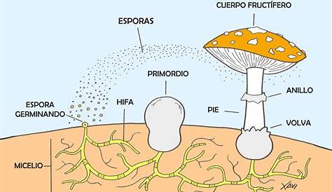 Microbiología: Reproducción de Hongos