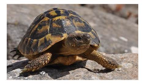 Épinglé sur Turtles & Tortoises (Testudines)