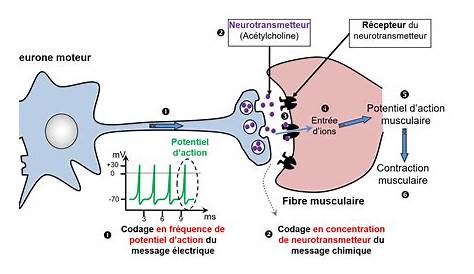 Le Neurone- cellule fondamentale du système nerveux.