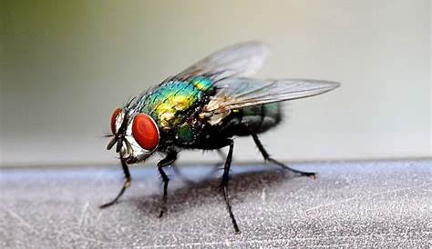 Ils ont créé le premier œil de mouche artificiel
