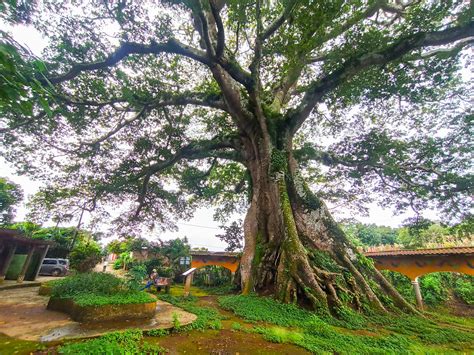 la ceiba el salvador