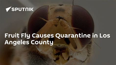 la county quarantine fruit fly