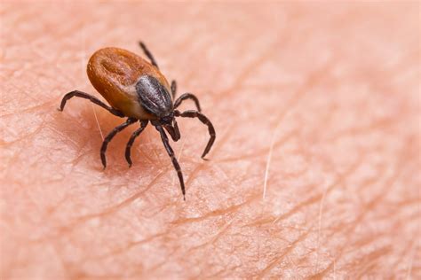 la maladie de lyme est elle transmissible