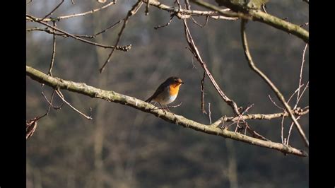 New La Pace Della Pienezza Updated