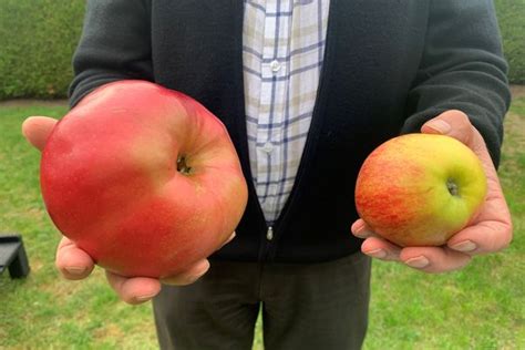 la plus grosse pomme du monde