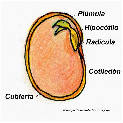 la semilla y sus partes