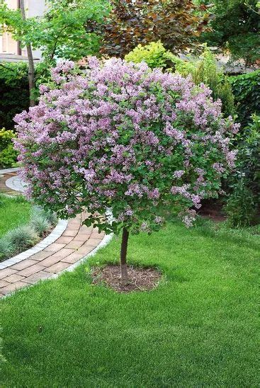 Laag Boompje Voortuin