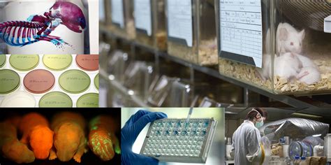 Lab Animal Resources