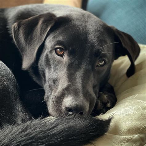 lab belgian malinois mix