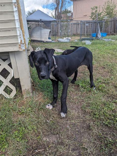 Lab Dane Mix Adoption